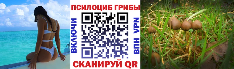 Псилоцибиновые грибы Psilocybe  Углегорск 